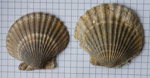Aequipecten_submalvinae_Mi.jpg Aequipecten_submalvinae_Mi.jpg