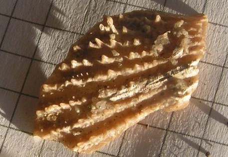 Crassodoma_25_All.jpg Crassodoma_25_All.jpg