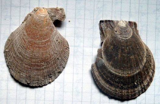 Crassodoma_multistr_Mi.jpg Crassodoma_multistr_Mi.jpg