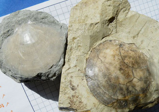 Lentipecten_corneum_1.jpg Lentipecten_corneum_1.jpg