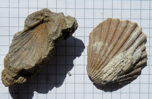 Manupecten_fasciculatus.jpg Manupecten_fasciculatus.jpg
