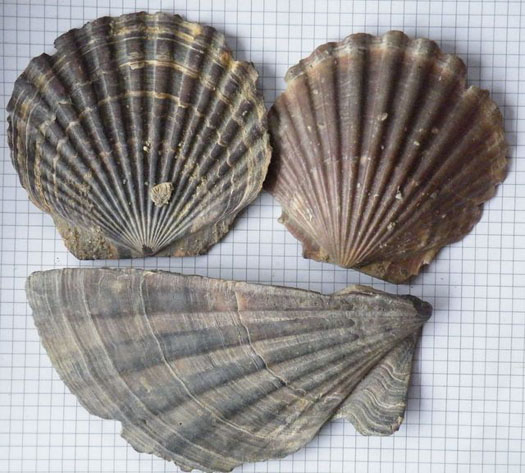 Oopecten_gigas_1.jpg Oopecten_gigas_1.jpg