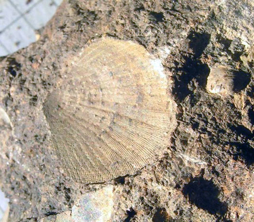 Paliolum_decussatum.jpg