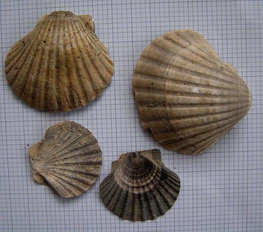 Pecten_hornensis_M.jpg Pecten_hornensis_M.jpg