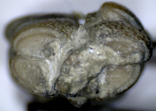 Abb10_Tylasteria_Quer.jpg Abb10_Tylasteria_Quer.jpg
