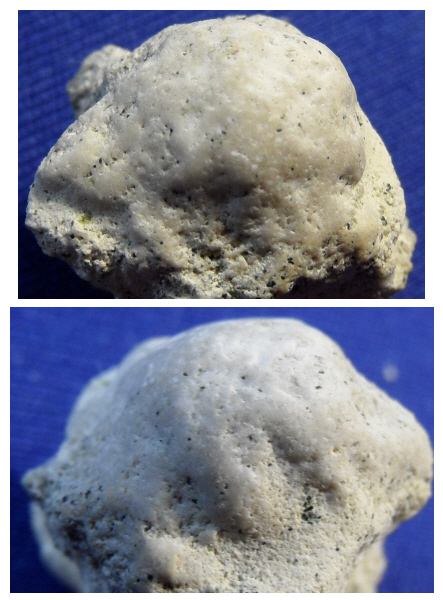 Abb13_Valettaster_cf_ocellatus_1.jpg Abb13_Valettaster_cf_ocellatus_1.jpg