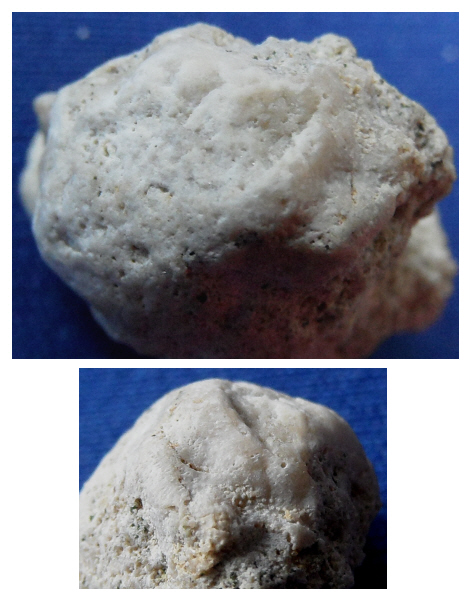 Abb14_Valettaster_cf_ocellatus_2.jpg Abb14_Valettaster_cf_ocellatus_2.jpg