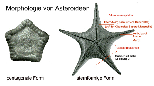 Abb1_Seesternformen.jpg Abb1_Seesternformen.jpg