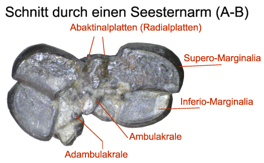 Abb2_Seesternarm_Schnitt.jpg Abb2_Seesternarm_Schnitt.jpg