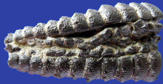 Abb4_Pentasteria_recta_Oral.jpg Abb4_Pentasteria_recta_Oral.jpg