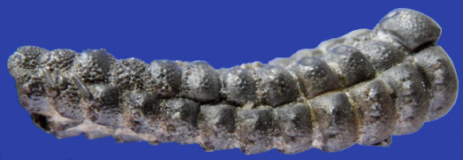 Abb5_Pentasteria_recta_Seite.jpg Abb5_Pentasteria_recta_Seite.jpg