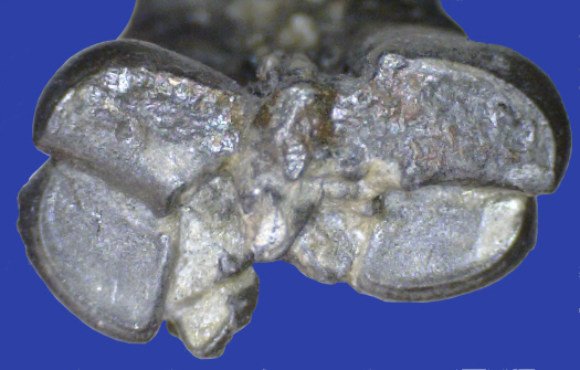 Abb6_Pentasteria_recta_Quer.jpg Abb6_Pentasteria_recta_Quer.jpg