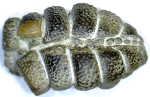 Abb8_Tylasteria_prisca_Oral.jpg Abb8_Tylasteria_prisca_Oral.jpg