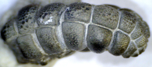 Abb9_Tylasteria_prisca_Seite.jpg Abb9_Tylasteria_prisca_Seite.jpg