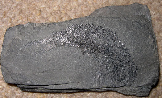 Steinkern.de - Die Fossilien-Community - Wilfried Bock - Fossilien- und