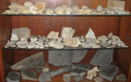 laemmerhirt_fossilien1.jpg laemmerhirt_fossilien1.jpg