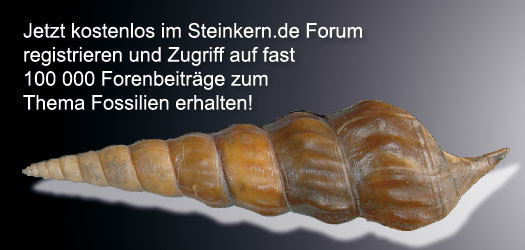 steinkern_forum_100000.jpg steinkern_forum_100000.jpg