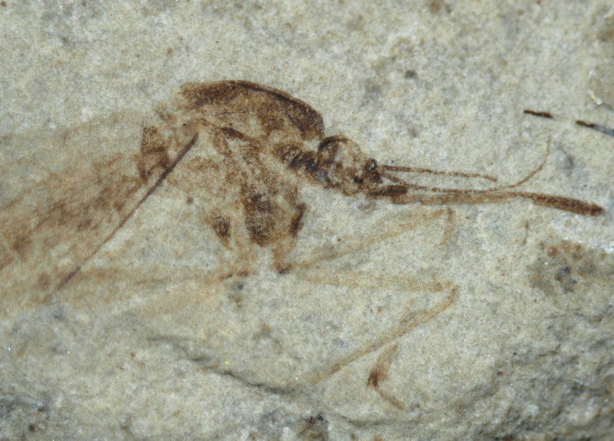1303a FURFOSSIL
