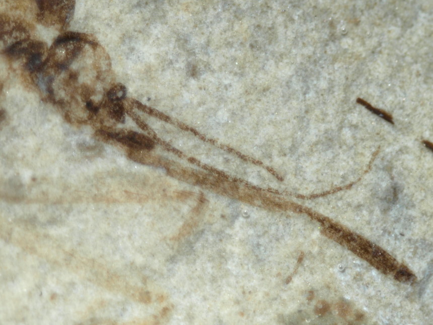 1303b FURFOSSIL