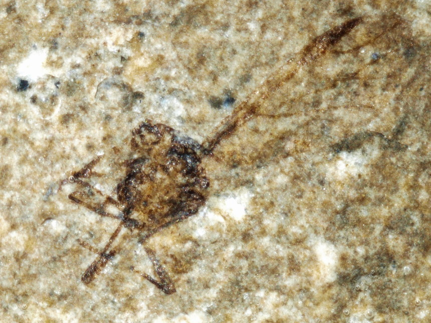1436a FURFOSSIL