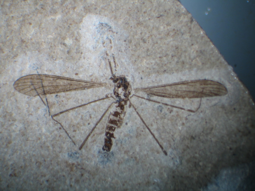 18261a FURFOSSIL