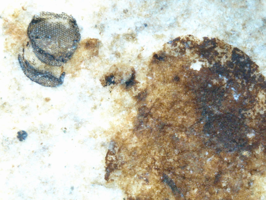 2295b FURFOSSIL