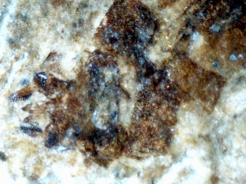 23171 c FURFOSSIL