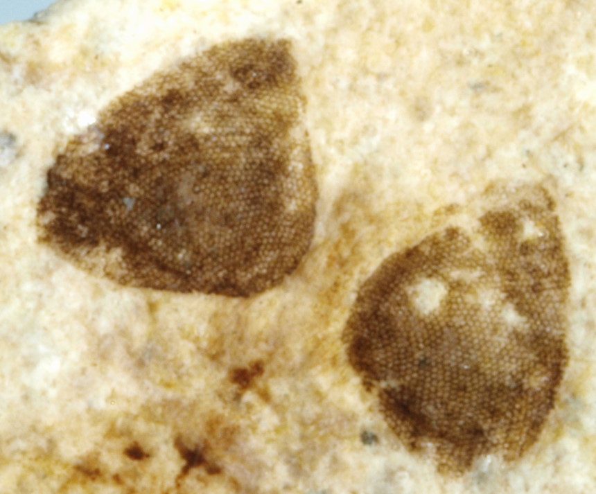 4 0877c FURFOSSIL
