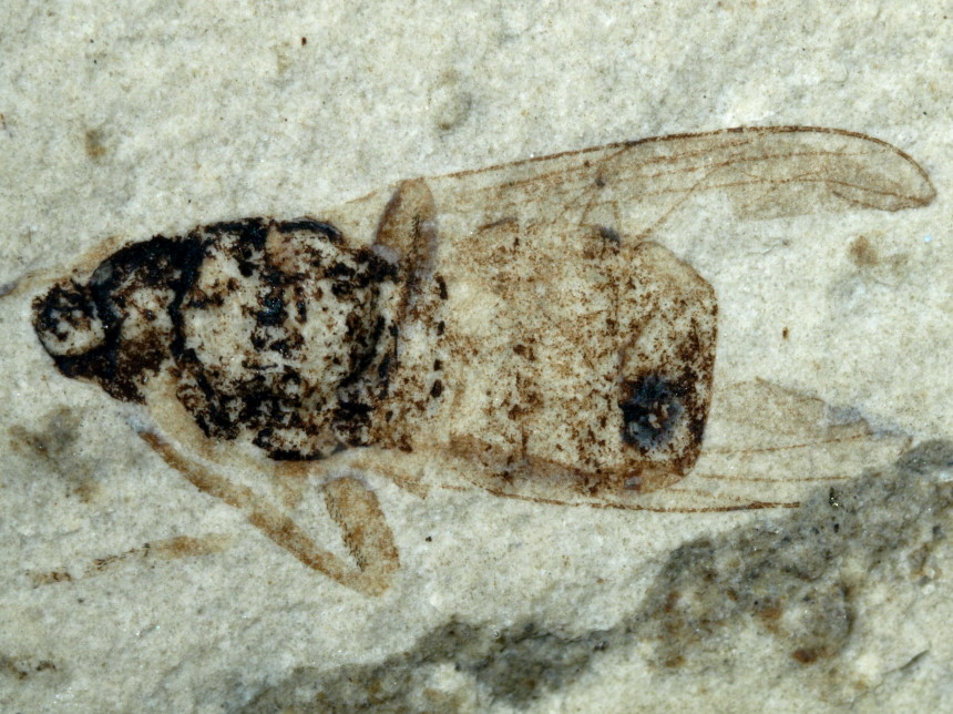 4 1036 FURFOSSIL