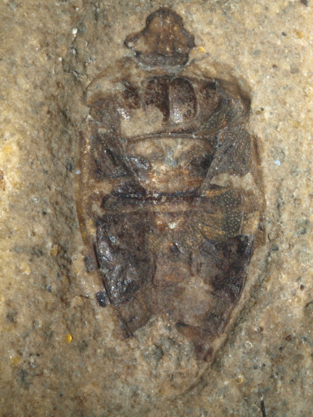 4 1270 FURFOSSIL
