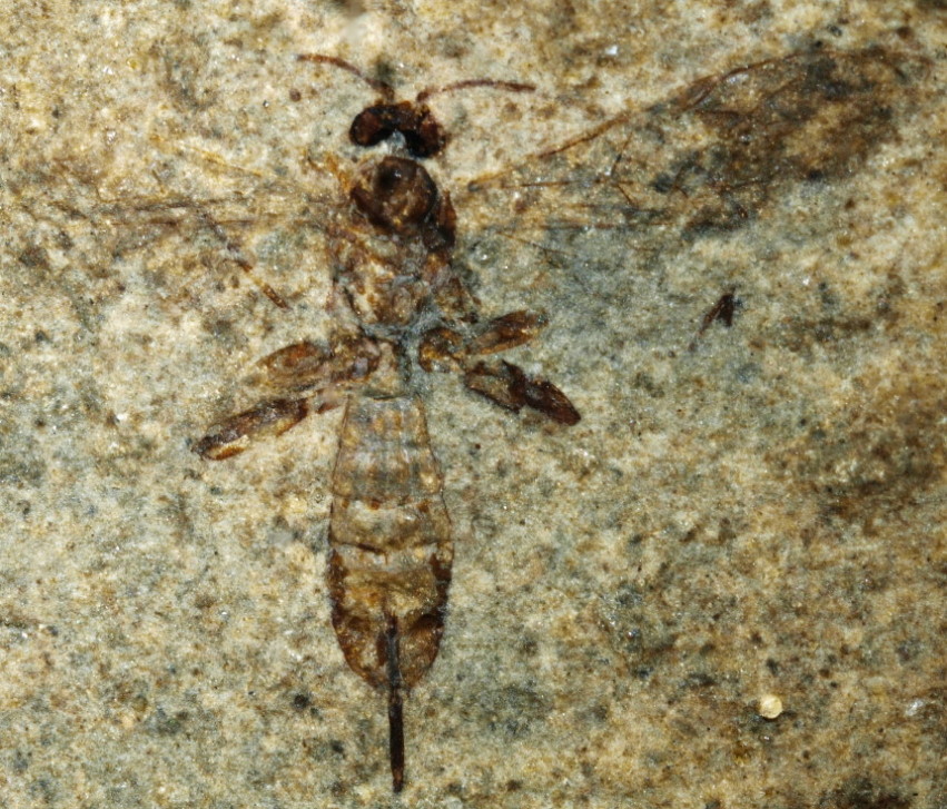 4 1463 FURFOSSIL