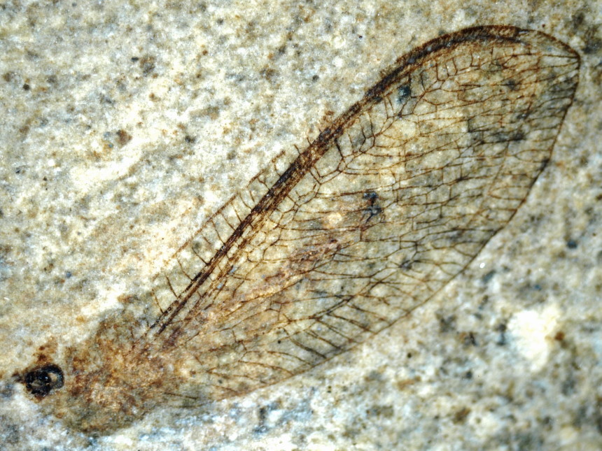 4 2296 FURFOSSIL