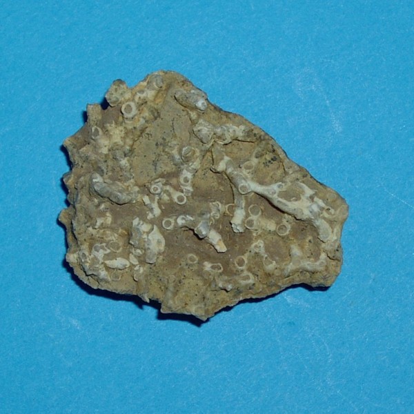 Aulopora serpens