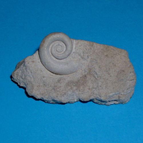 Serpulospira serpula (DeKONINCK in: A.-V.