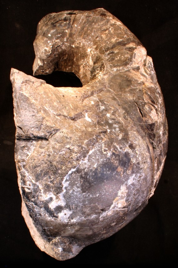 Cephalopode Cyrtoceratites depressus