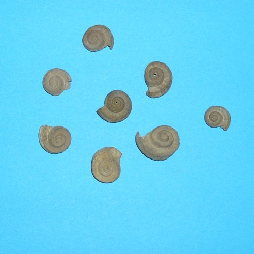 Nodeuomphalus labadeyi (D´ARCHIAC & DE VERNEUIL 18