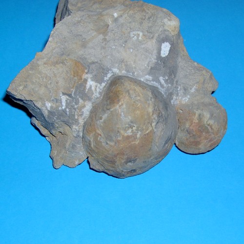 Stringocepahlus burtini DEFRANCE