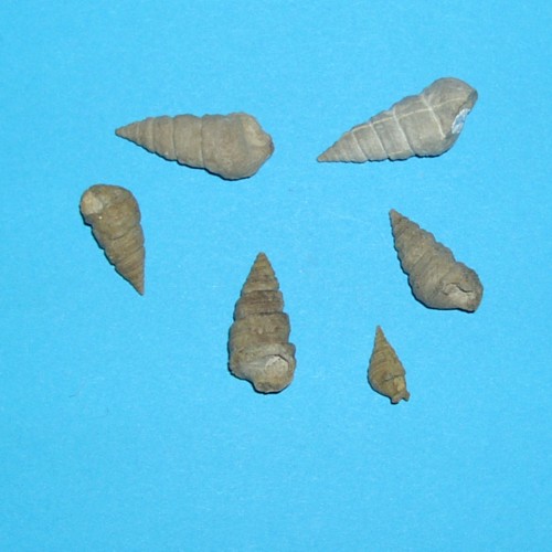 Murchisonia archiaci