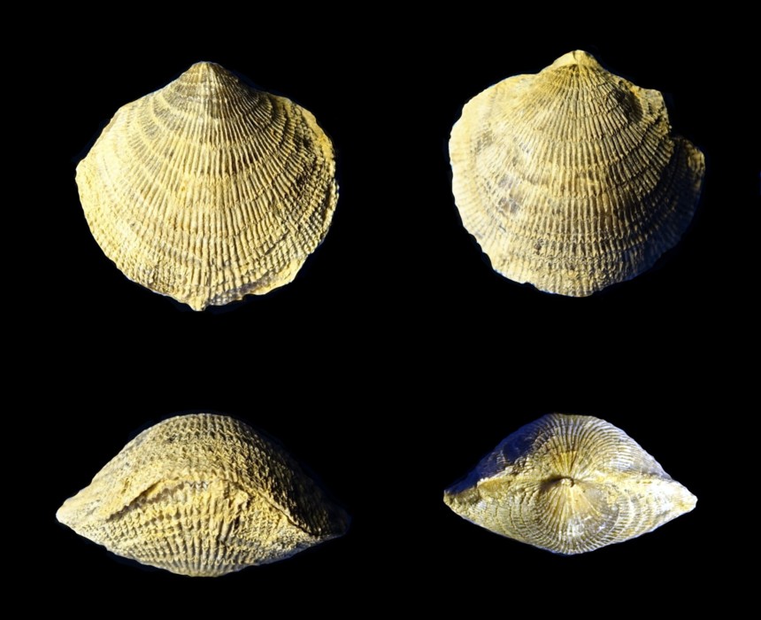 Desquamatia (Synatrypa) subzonata (BIERNAT, 1964) 