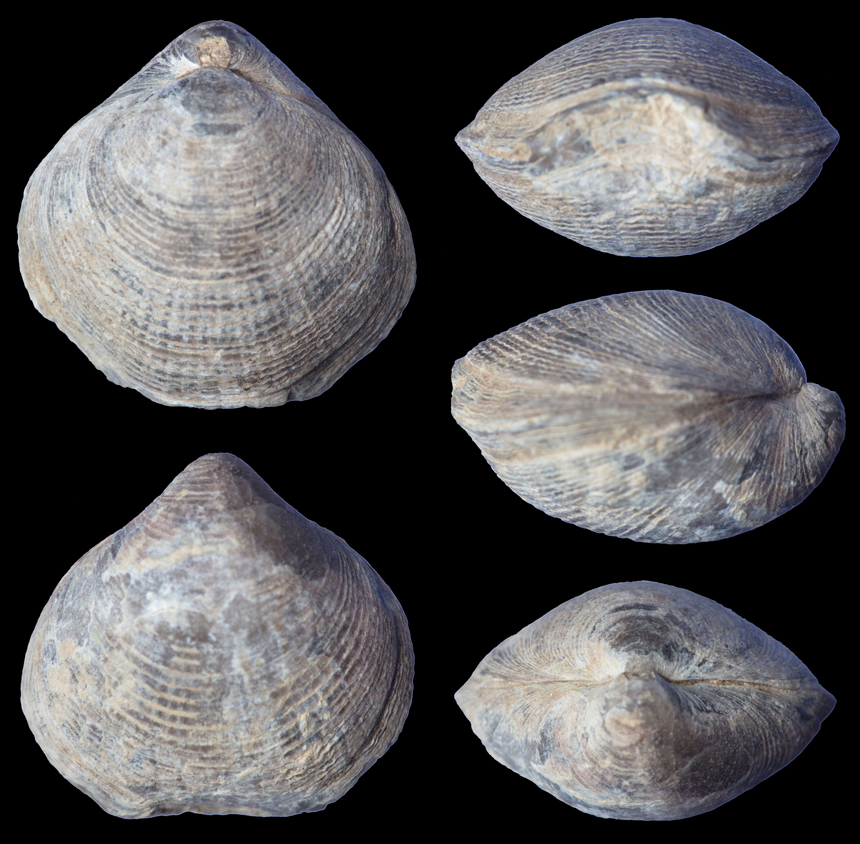 Atrythyris atryplicata STRUVE, 1965