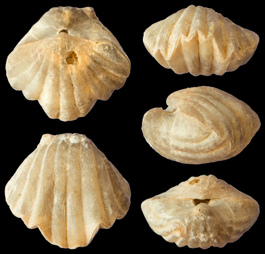 Brachiopode Pentamerella davidsoni (SCHNUR, 1853)