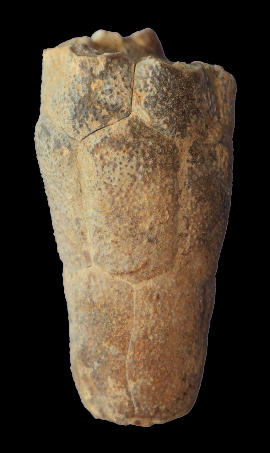Crinoide Bactrocrinites fusiformis (ROEMER, 1844)