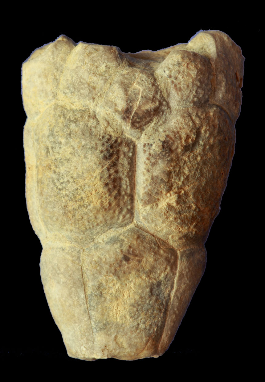 Crinoide Bactrocrinites humilis BOHATÝ, 2005