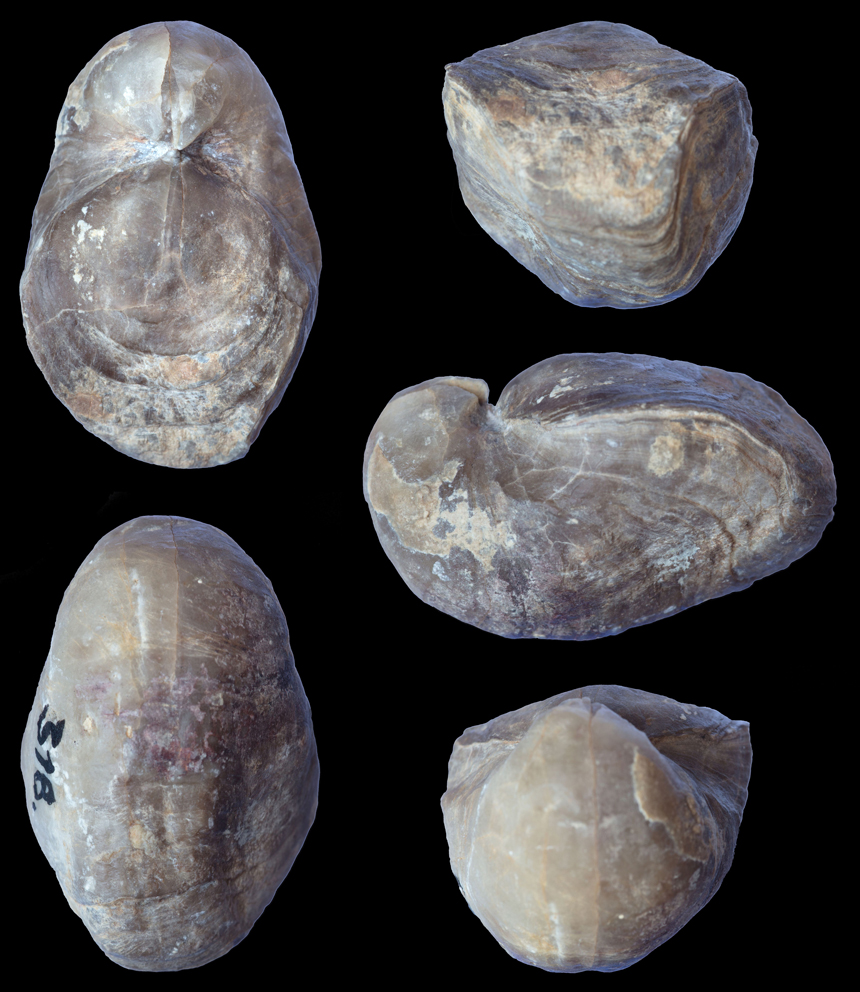 Gypidula abunda langi STRUVE, 1992