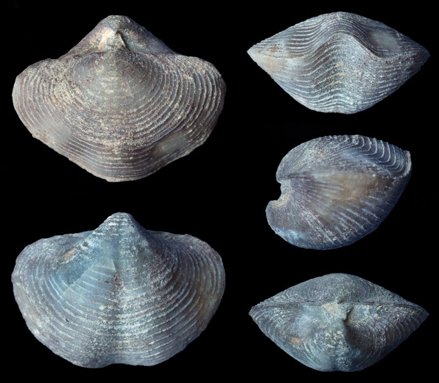 aff. Eoreticularia eifeliensis (FRECH in SCUPIN 1900)