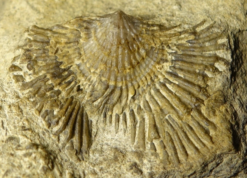 Atryparia sp.