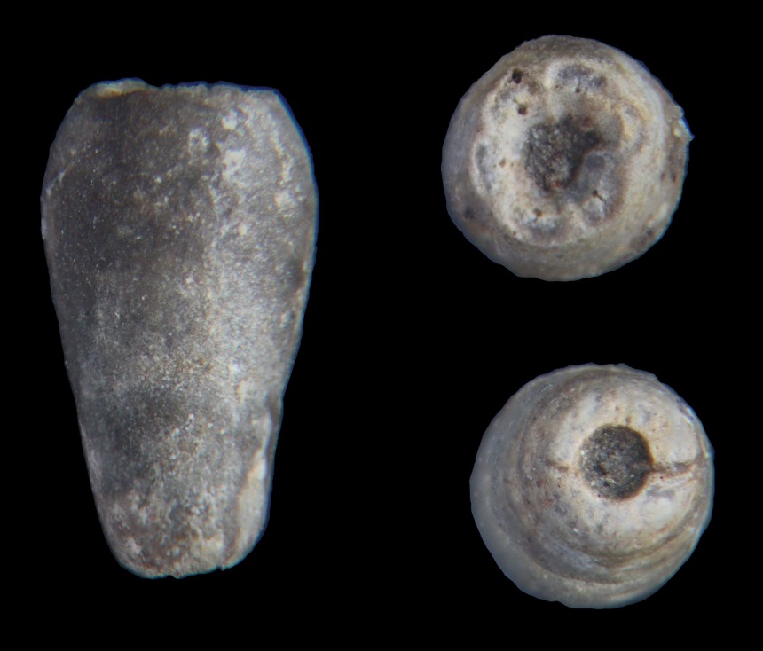 Crinoide Bactrocrinites tenuis (JAECKEL, 1895)