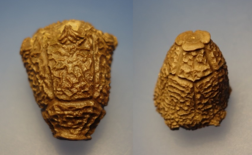 Crinoide Megaradialocrinus anaglypticus (GOLDFUSS , 1839)