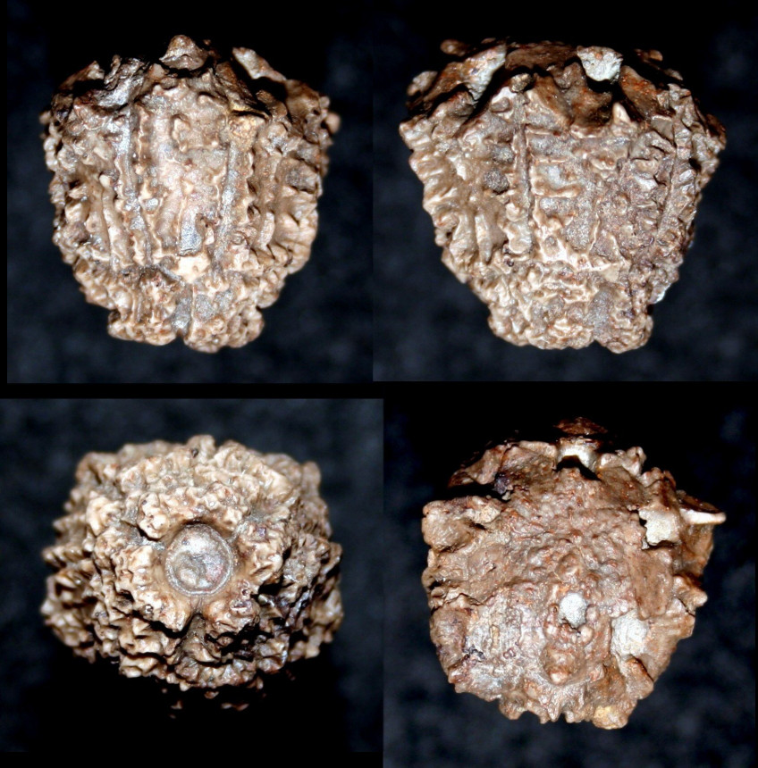 Crinoide, Megaradialocrinus crispus (Quenstedt, 1861 )
