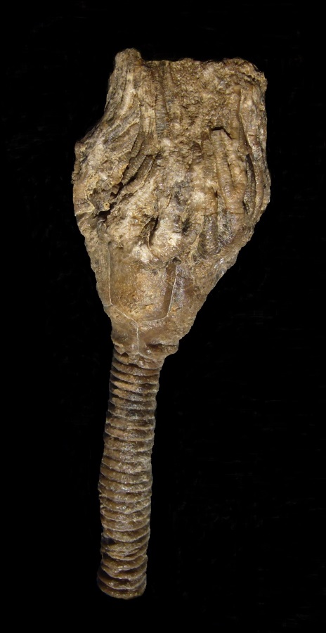 Crinoide Megaradialocrinus exscupltus (GOLDFUSS, 1838)